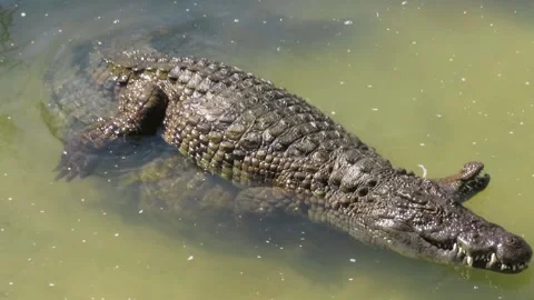 Crocodiles mating Stock Footage 261933581