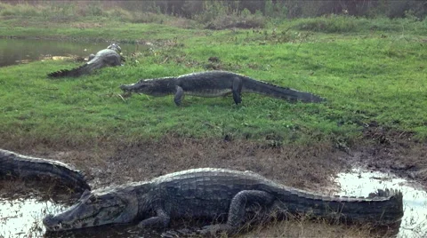 Crocodiles next to water Video stock 44798078