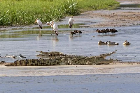 Crocodiles on the Nile River Stock Photos