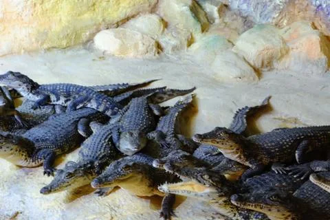 Crocodiles Stock Photos