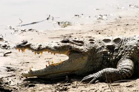 Crocodiles Stock Photos