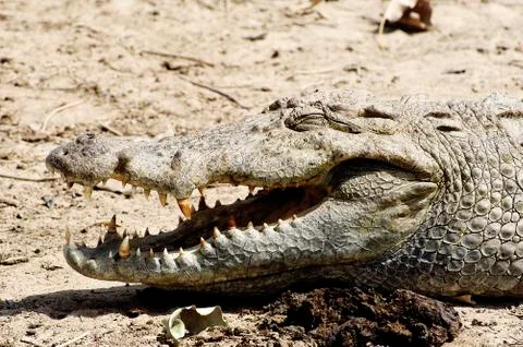 Crocodiles Stock Photos