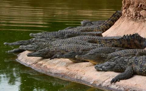 Crocodiles Stock Photos
