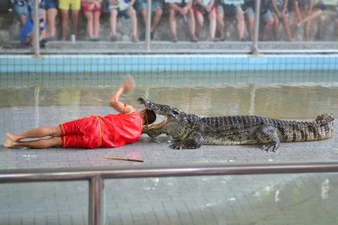 Crocodiles Stock Photos