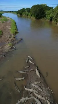 Crocodiles Stock Photos