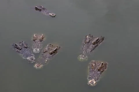 Crocodiles Stock Photos