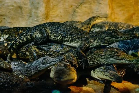 Crocodiles Stock Photos