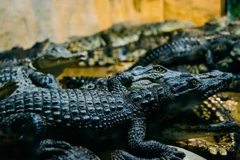 Crocodiles Stock Photos