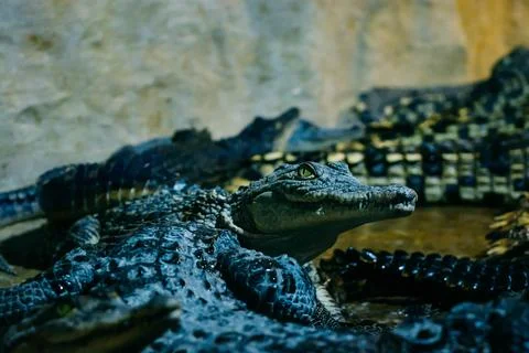 Crocodiles Stock Photos