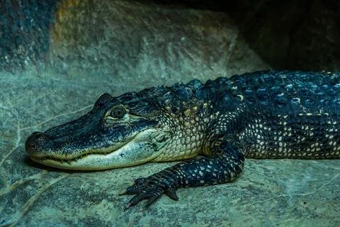 Crocodiles Stock Photos