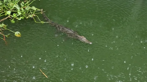 Crocodiles in a pond during a rain Stock Footage 73787743