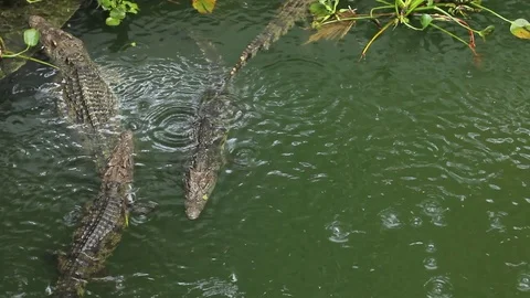 Crocodiles in a pond during a rain Video stock 73787801