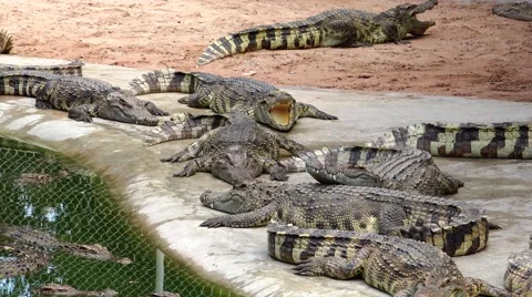 Crocodiles in prison. Stock Footage 48555037