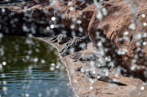 Crocodiles rest on the shore while water splashes around them in Morocco. Stock-Fotos