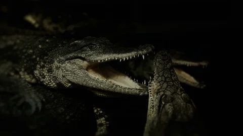 Crocodiles resting after the hunt Stock Footage 82141519
