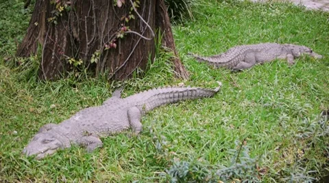 Crocodiles Resting Stock Footage 8508756