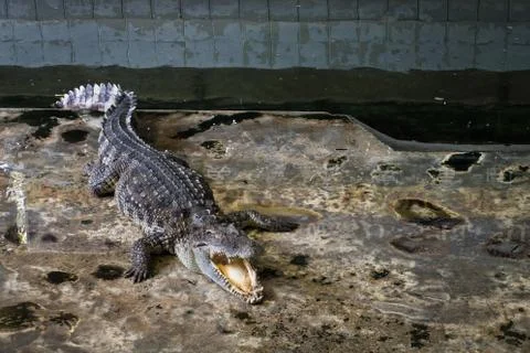 Crocodiles Resting Stock Photos