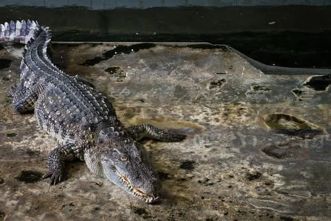 Crocodiles Resting 写真素材