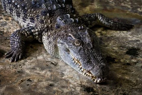 Crocodiles Resting Фото