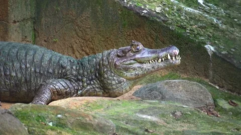 Crocodiles Resting at the Zoo Vídeo Stock 346245941