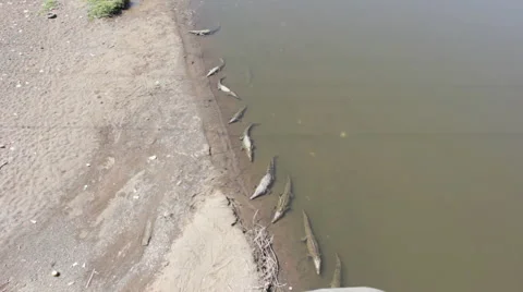 Crocodiles in the Rio Grande  Video stock 59797749