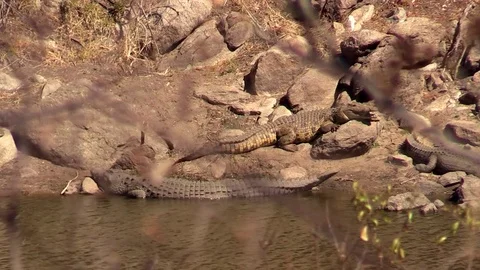 Crocodiles on a River Bank Stock Footage 71181635