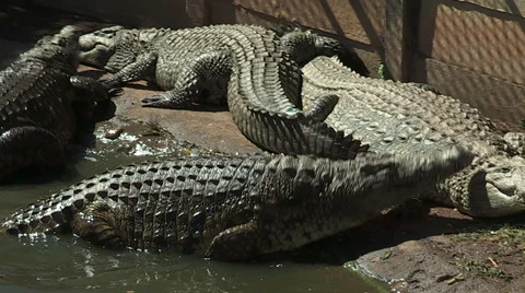 Crocodiles by river Stock Footage 30183927