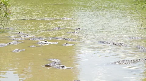 Crocodiles in the river Video stock 51055733