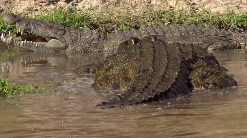 Crocodiles by the river Stock Footage 172426859