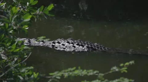 Crocodiles river mexico Video stock 10917409