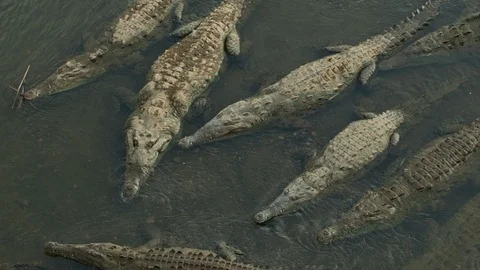 Crocodiles in the river, in the wild. Stock Footage 107795684