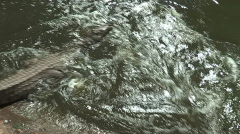 Crocodiles run into water Stock Footage 30139089
