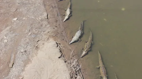 Crocodiles on shore of the the Rio Grande Stock Footage 59797921