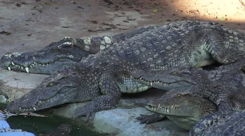 Crocodiles slowly sinking into the water. Stock Footage 48546273