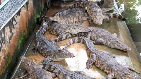 Crocodiles Stampede Stock Footage 126976242
