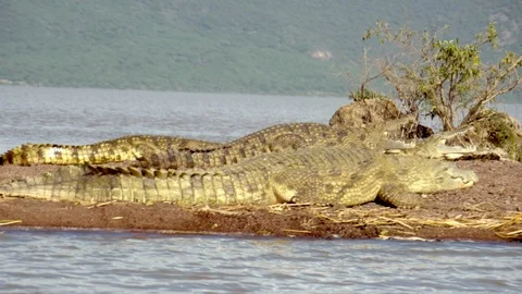 Crocodiles sun bathing outside the lake in Ethiopia Stock Footage 117472019