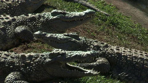 Crocodiles sunbathing Stock Footage 30061218