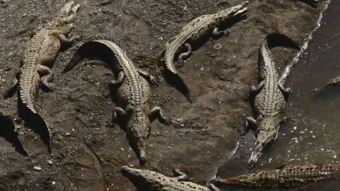 Crocodiles sunbathing Stock Footage 126615796