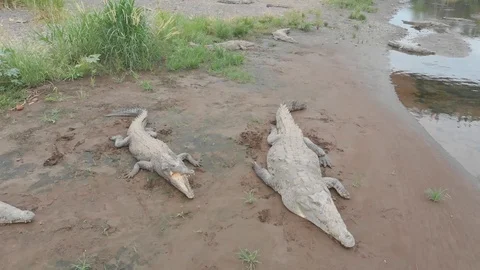 CROCODILES under the bridge at Tarcoles river in Costa Rica flyover Stock Footage 107571724