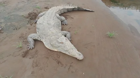 CROCODILES under the bridge AT TARCOLES RIVER pan over DJI Mavic Air Stock Footage 107571976