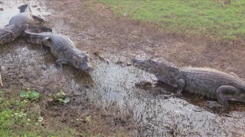 Crocodiles wading through shallow water Stock Footage 44798117