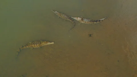 Crocodiles wait in murky river current of Tarcoles in Costa Rica Vídeo Stock 344709761