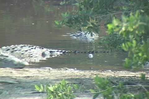 Crocodiles walk on mud flat Video stock 9471048