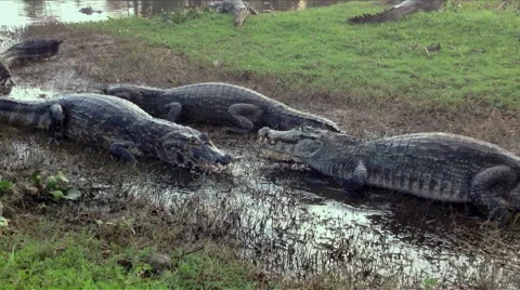 Crocodiles in water Stock Footage 44797836