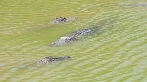 Crocodiles in water 스톡 동영상 51055159
