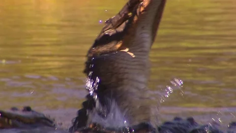 Crocodiles in water Video stock 71336778