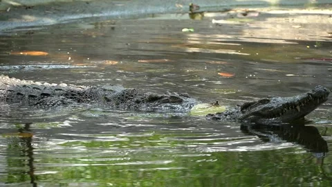 Crocodiles in water at summer Stock Footage 157112021
