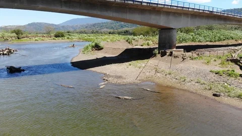 Crocodiles wide Stock Footage 127468807