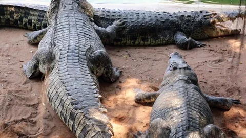 Crocodiles In Widlife, Tilt Down Stock Footage 75969979