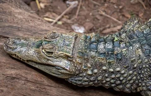 A crocodiles in the zoo Stock-Fotos